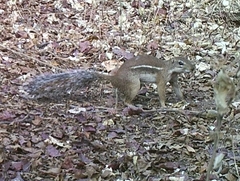 Euxerus erythropus