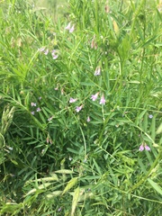Vicia tetrasperma