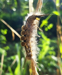 Dasychira chekiangensis