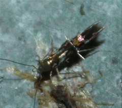 Cosmopterix nitens