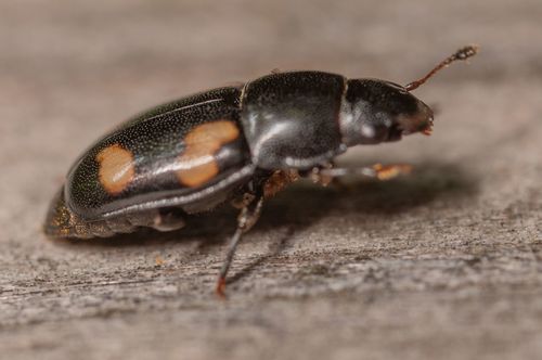 Four-spotted Sap Beetle, photo 3 of 8