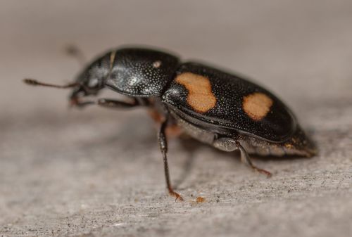 Four-spotted Sap Beetle, photo 4 of 8