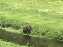 Ondatra zibethicus