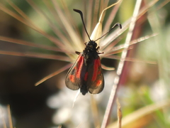 Zygaena punctum