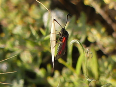 Zygaena punctum