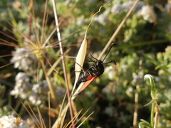 Zygaena punctum