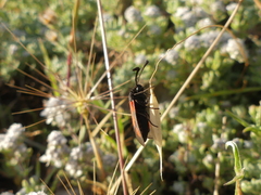 Zygaena punctum