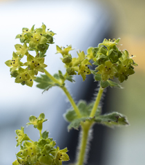 Alchemilla glabra