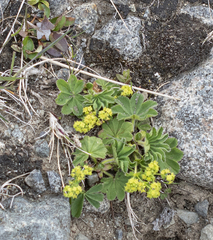 Alchemilla glabra