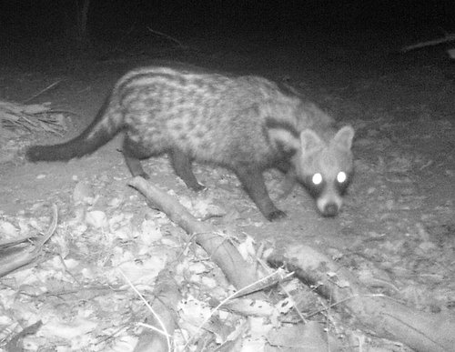African Civet