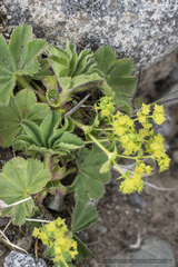 Alchemilla glabra