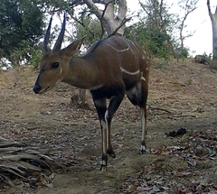 Tragelaphus scriptus