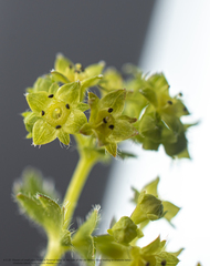 Alchemilla glabra