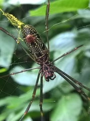 Trichonephila clavipes