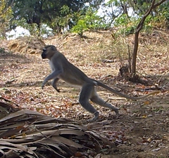 Chlorocebus tantalus