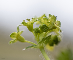 Alchemilla glabra