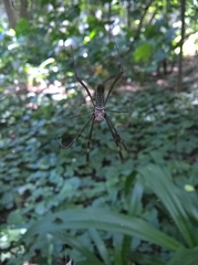 Trichonephila clavipes