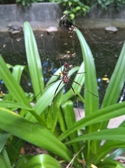 Trichonephila clavipes