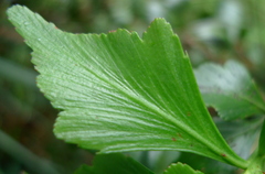Phyllocladus aspleniifolius