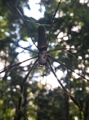 Trichonephila clavipes