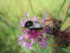 Bombus confusus