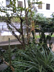 Trichonephila clavipes