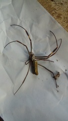 Trichonephila clavipes
