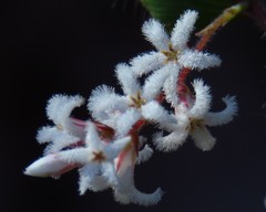 Leucopogon amplexicaulis