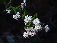 Leucopogon amplexicaulis