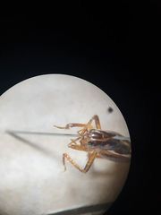 Hemiandrus maculifrons