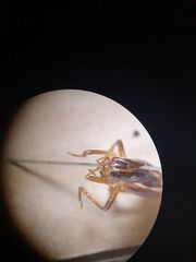 Hemiandrus maculifrons