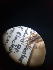 Hemiandrus maculifrons