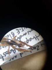 Hemiandrus maculifrons