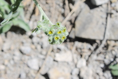 Psilostrophe gnaphalodes