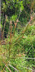 Cyperus gymnocaulos