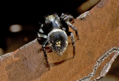 Salpesia