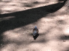 Streptopelia turtur