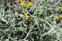 Psilostrophe gnaphalodes