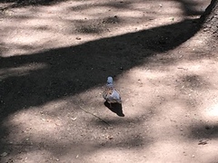 Streptopelia turtur