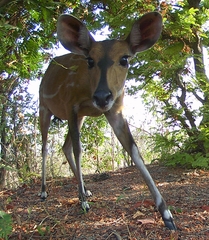 Tragelaphus scriptus
