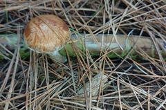Pholiota communis