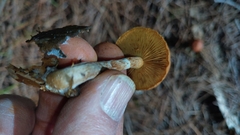 Pholiota communis