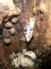 Drymaeus poecilus