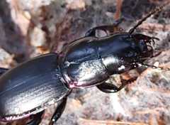 Secatophus australis