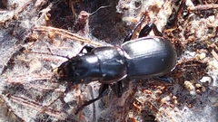 Secatophus australis