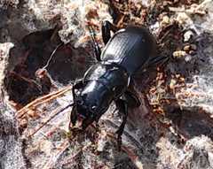 Secatophus australis