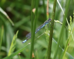 Coenagrion lunulatum