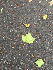 Platanus × hispanica