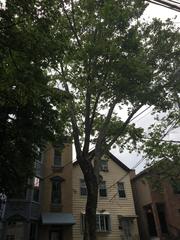 Platanus × hispanica