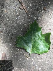 Platanus × hispanica